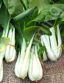 Brassica rapa 'China Choi'